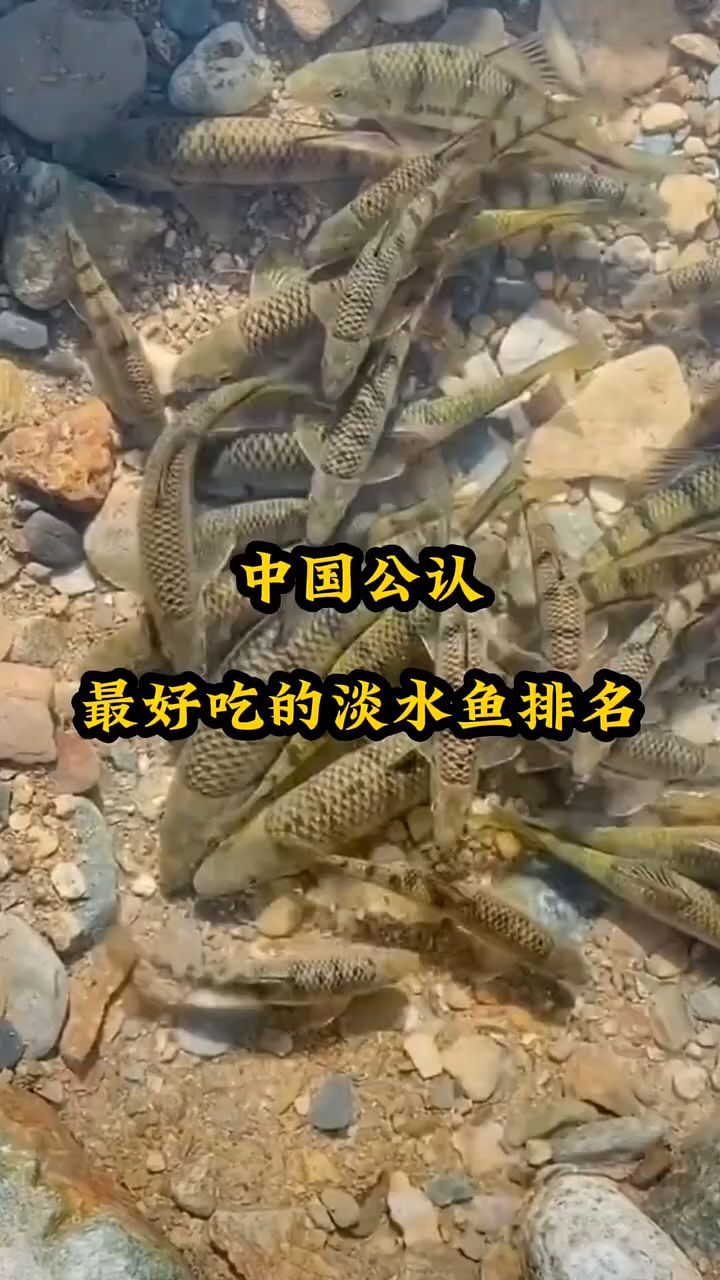 中国公认最好的淡水鱼排名