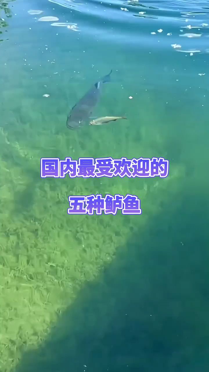 国内最受欢迎的五种鲈鱼