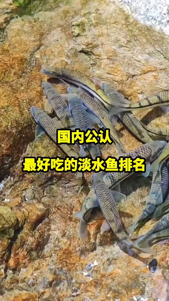 国内公认最好吃的淡水鱼排名