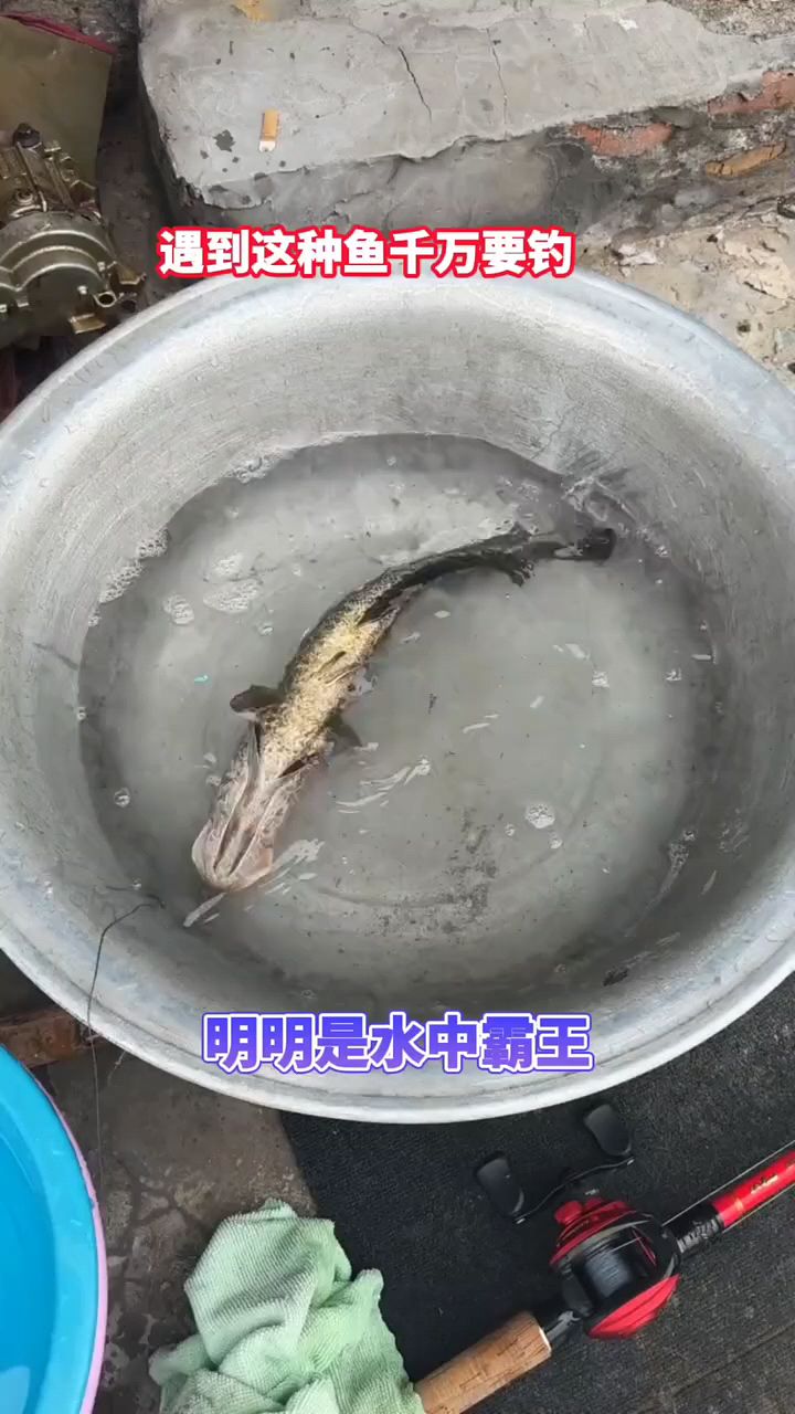 黑鱼是水中霸主吗?