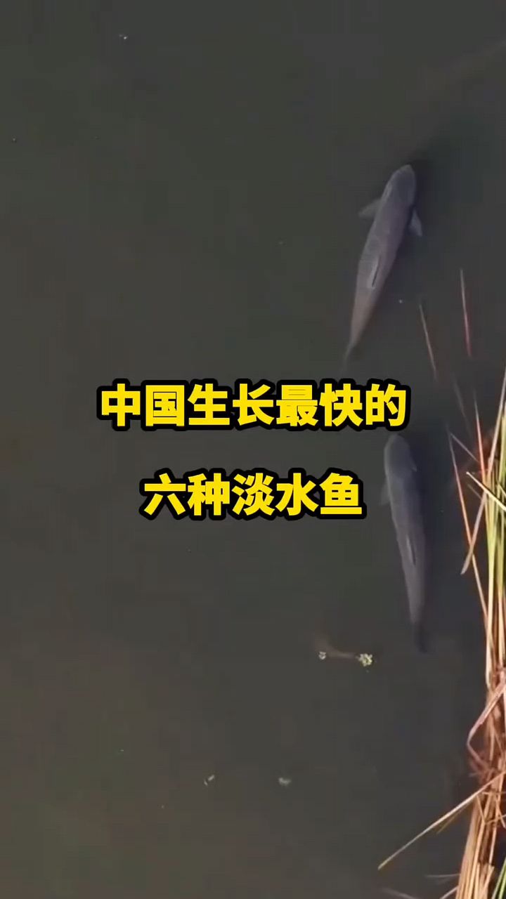 中国生长最快的六种淡水鱼