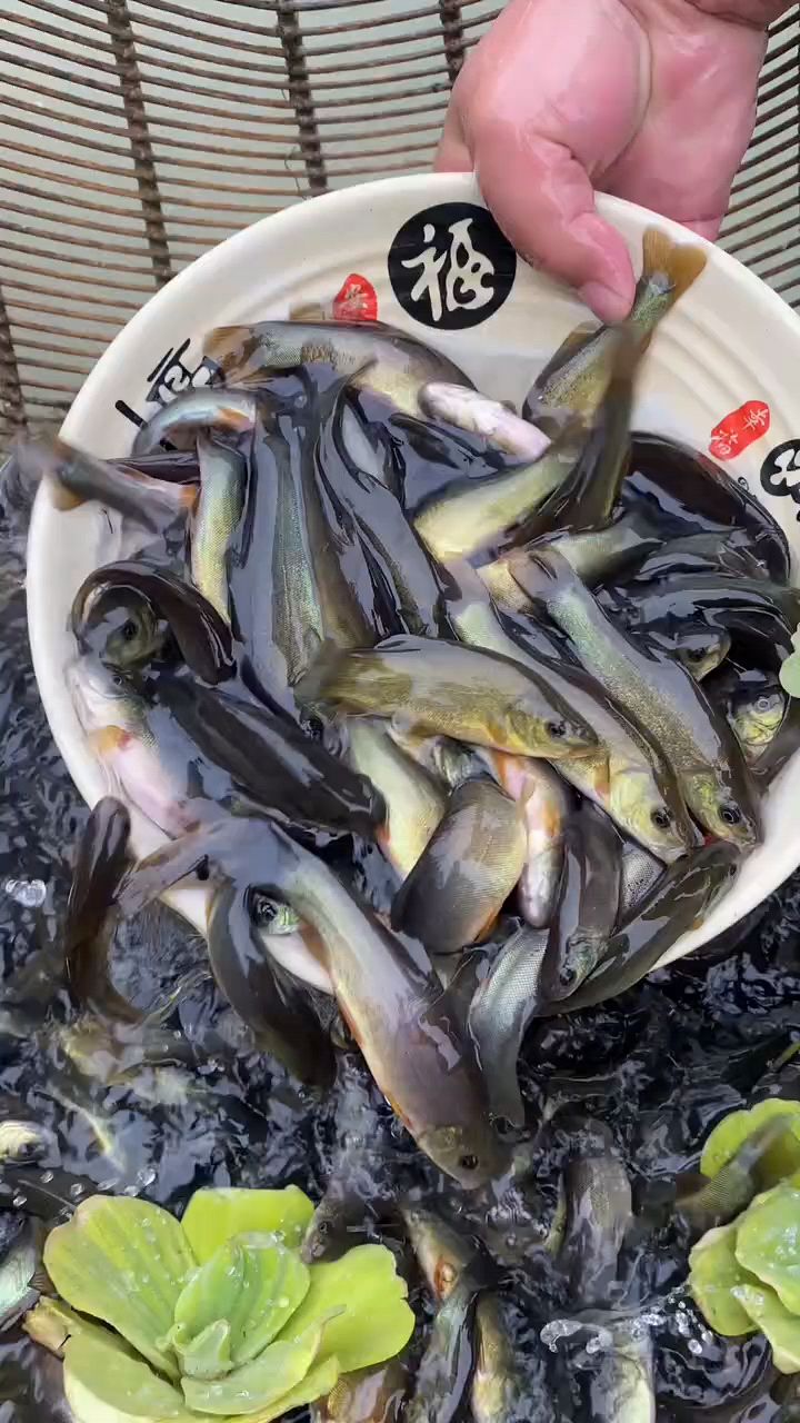 丁桂鱼这个你知道吗