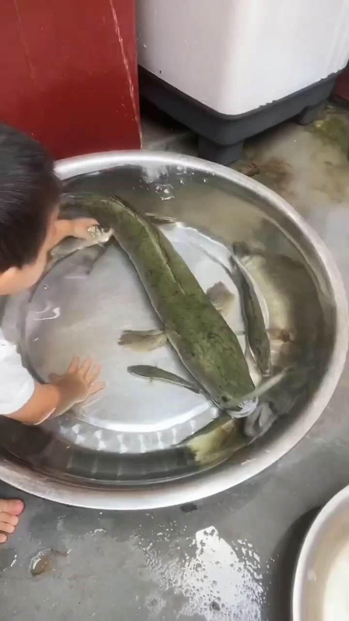 为什么有些人不吃黑鱼