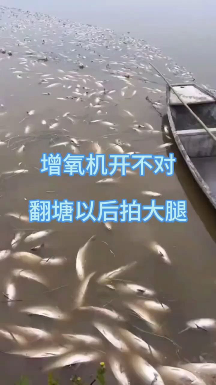 增氧机开不对，鱼塘容易翻糖。
