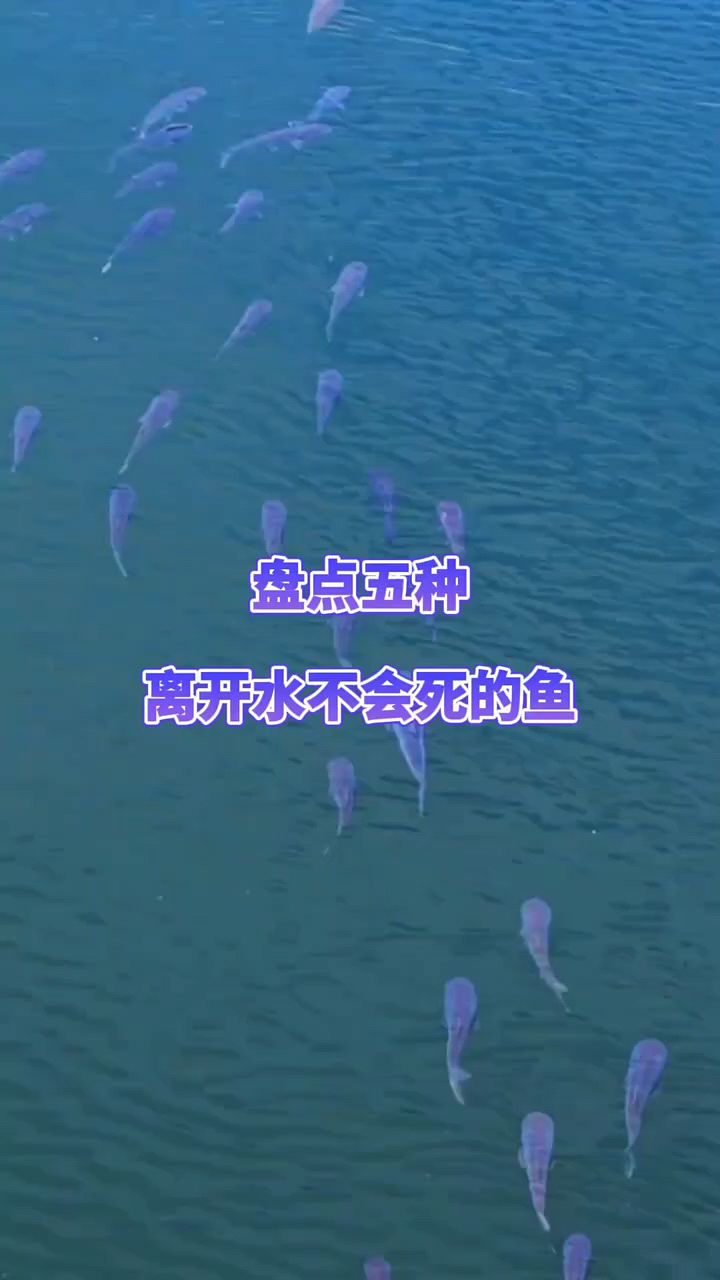 离开水不会死的鱼