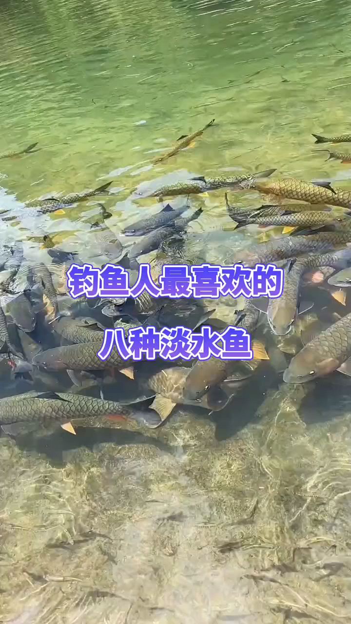 钓鱼人最喜欢的八种淡水鱼