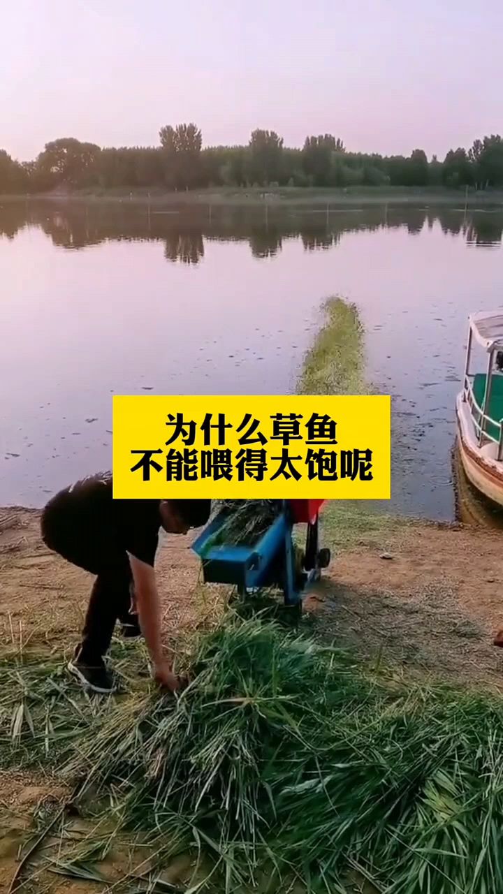 为什么草鱼不能喂的太多?