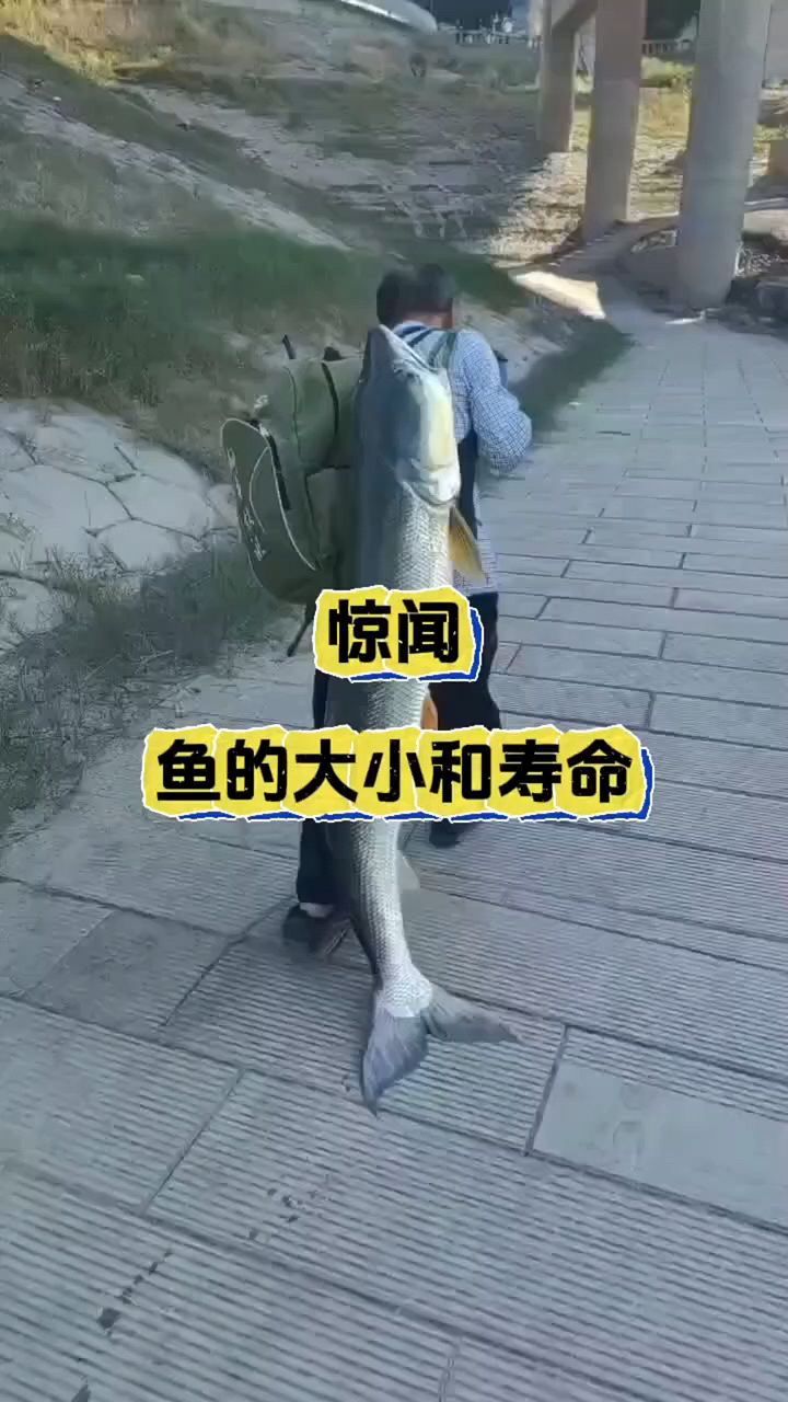你知道鱼能长多大,活多少年吗?