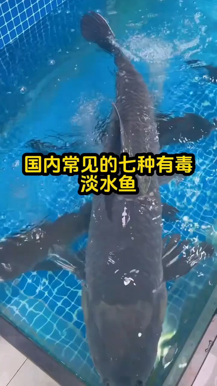 国内常见七种有毒淡水鱼