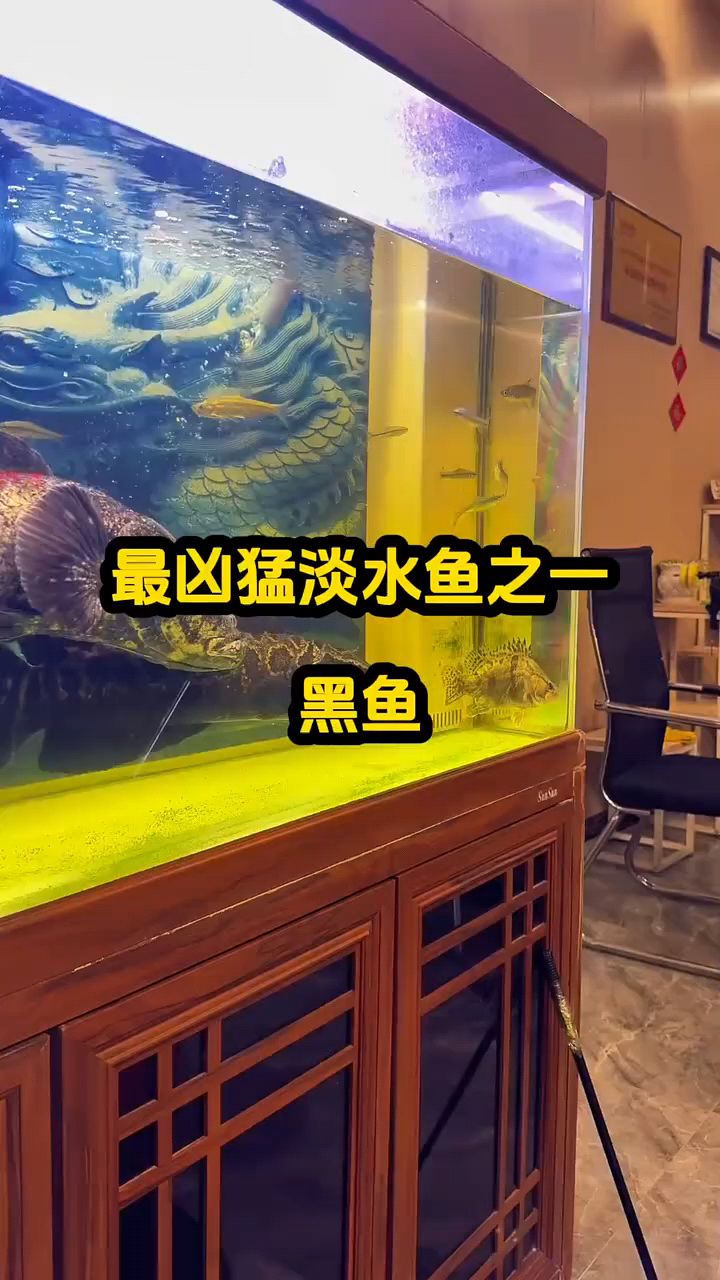 凶猛淡水鱼，黑鱼