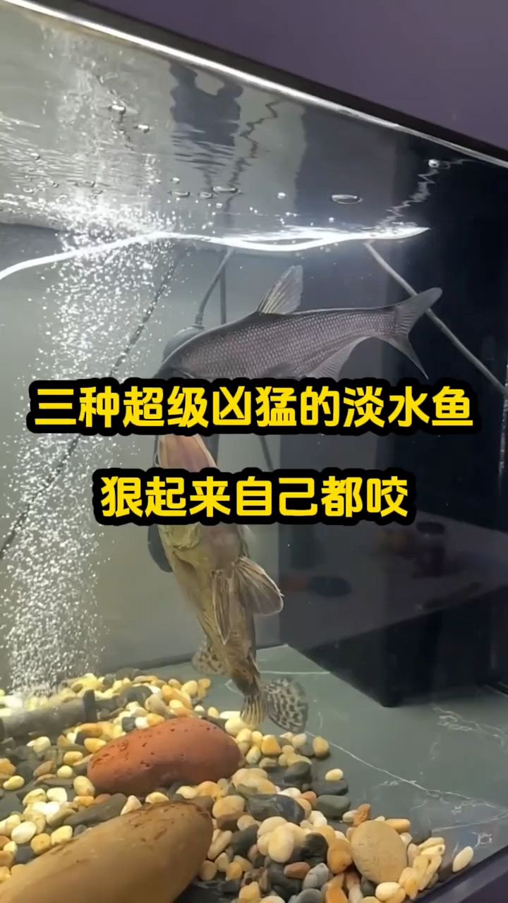 超级凶猛淡水鱼，发疯自己都咬