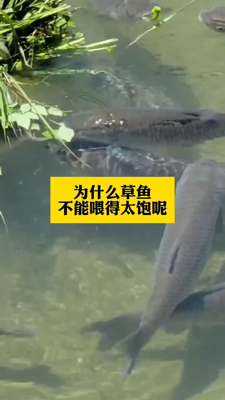 为什么草鱼不能喂太饱