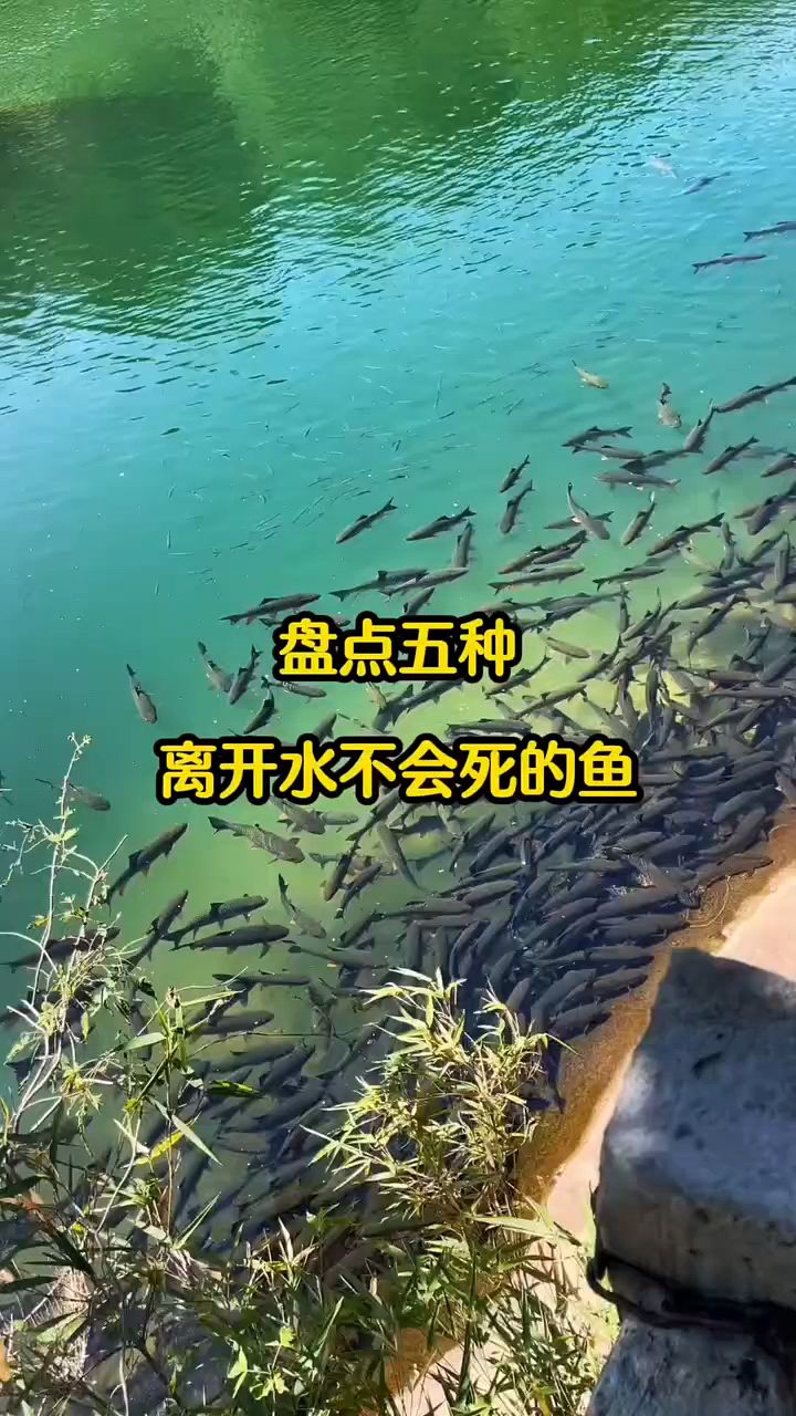 这几种鱼,离开水也不会死