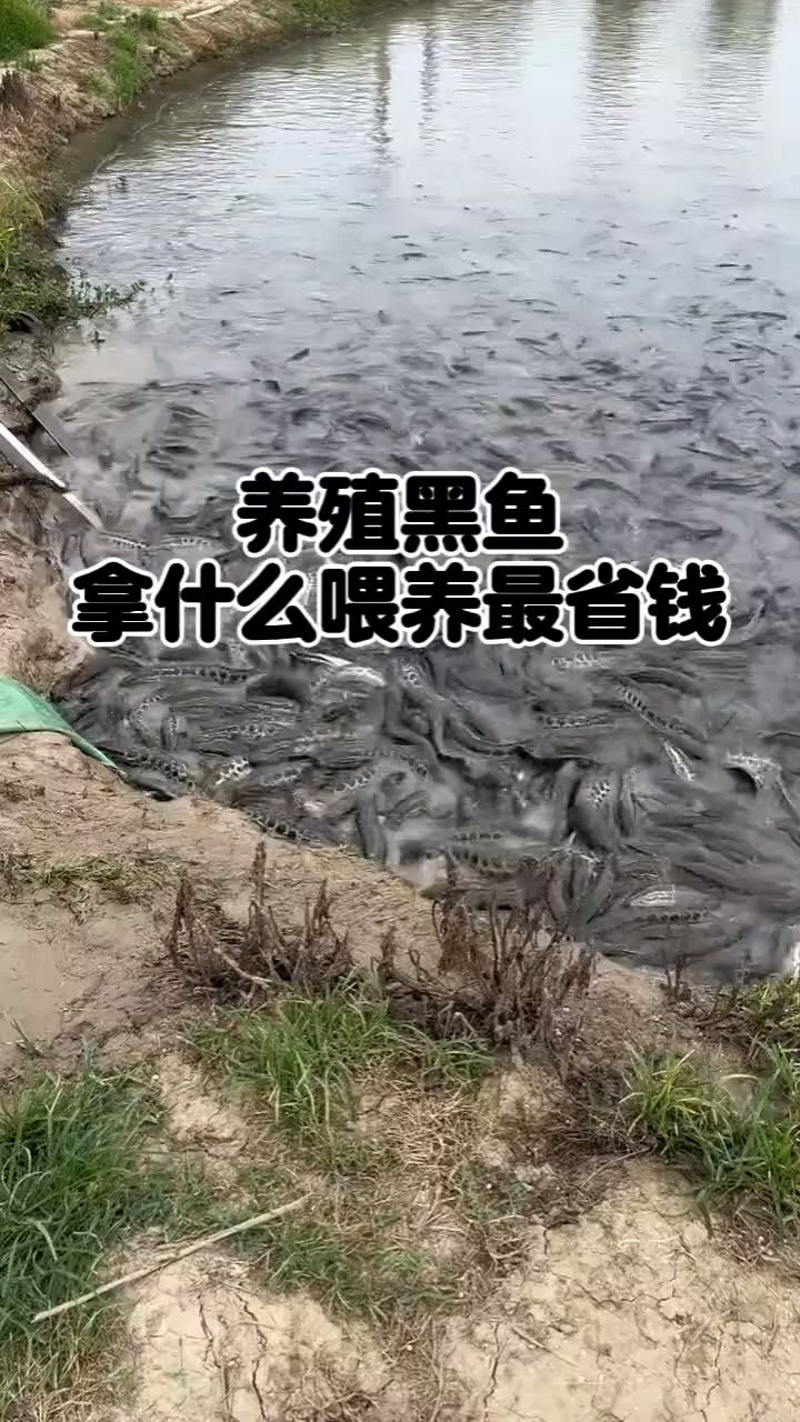 黑鱼养殖喂什么好