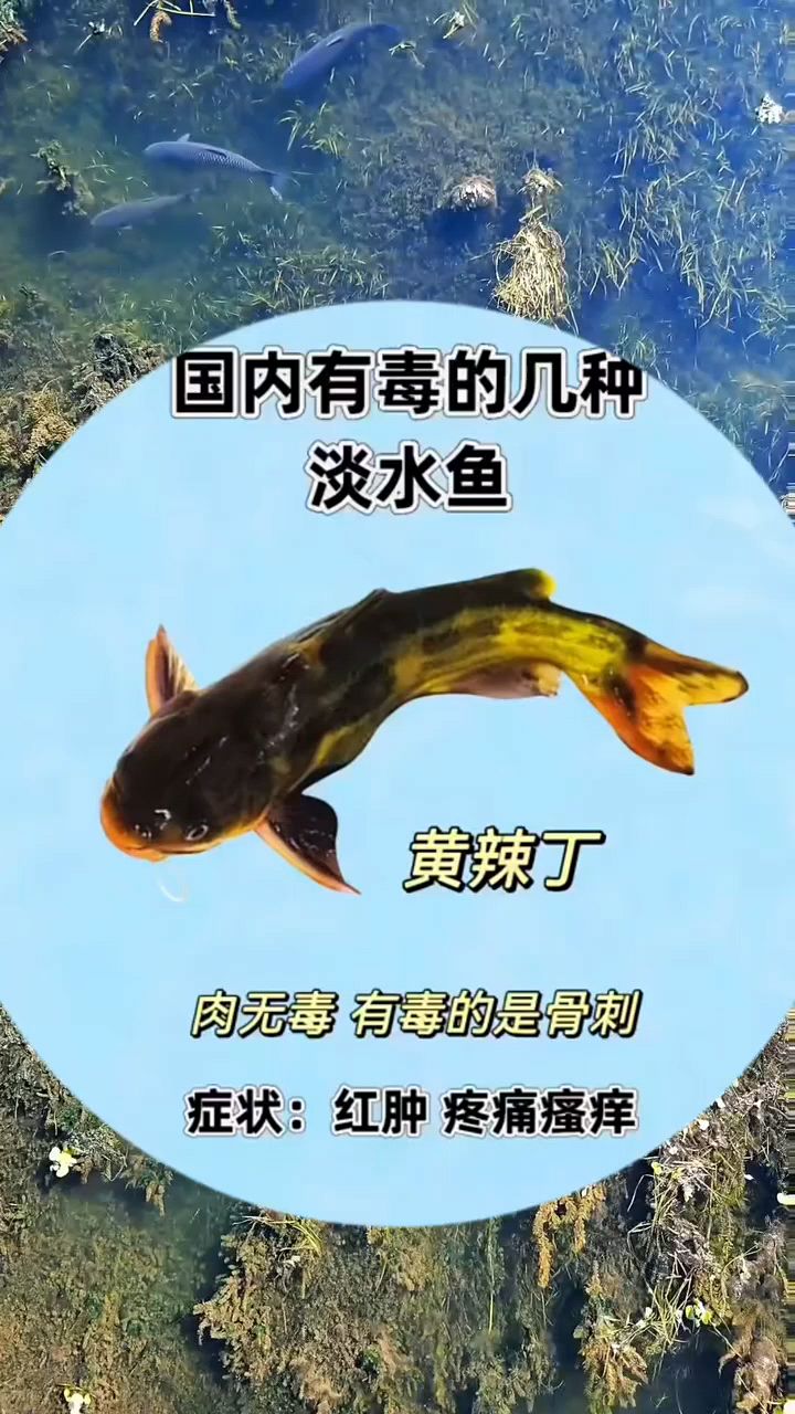 国内有毒的淡水鱼你知道吗