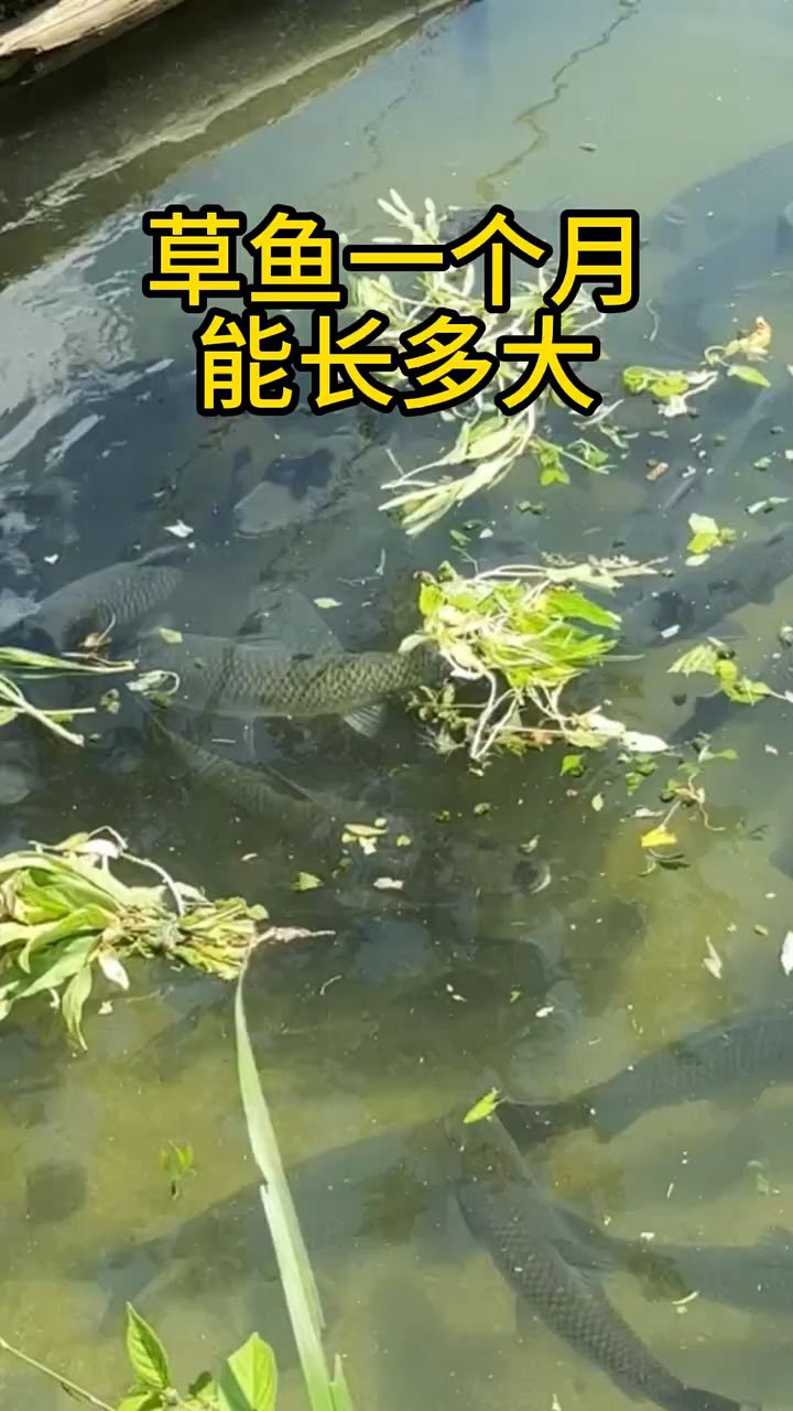 草鱼一年能长多大