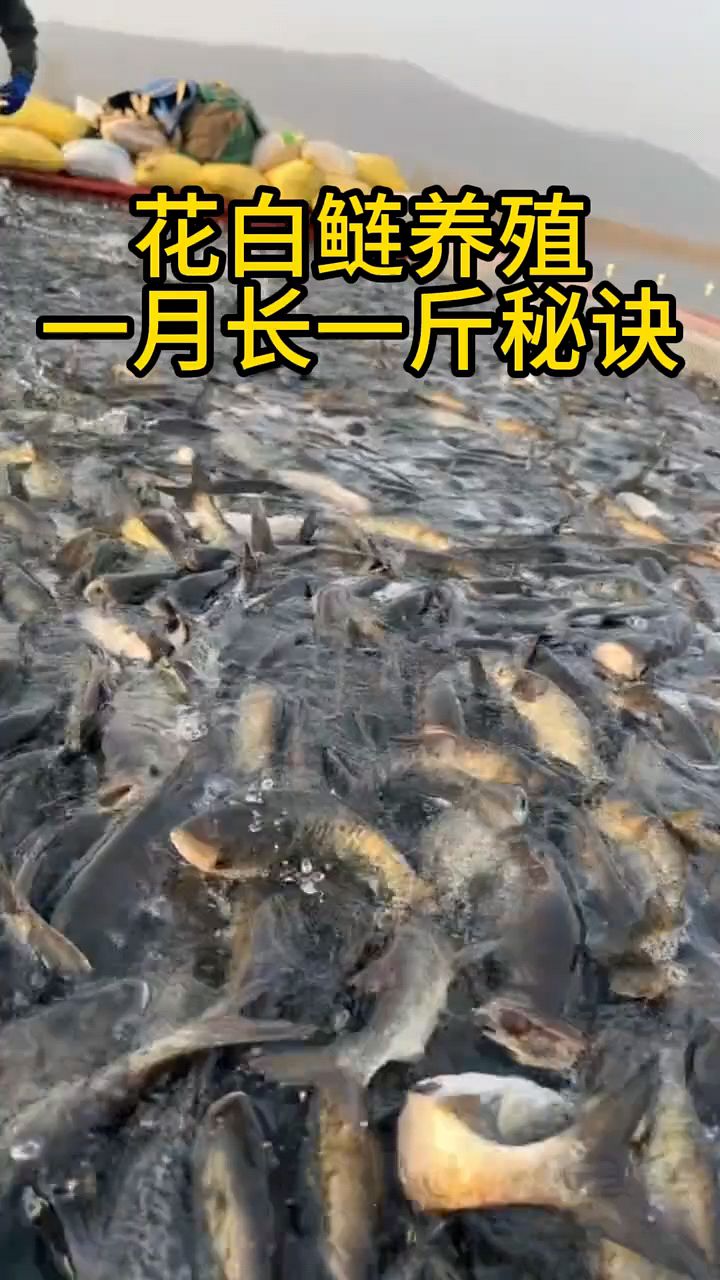 花白鲢养殖怎么喂上膘快
