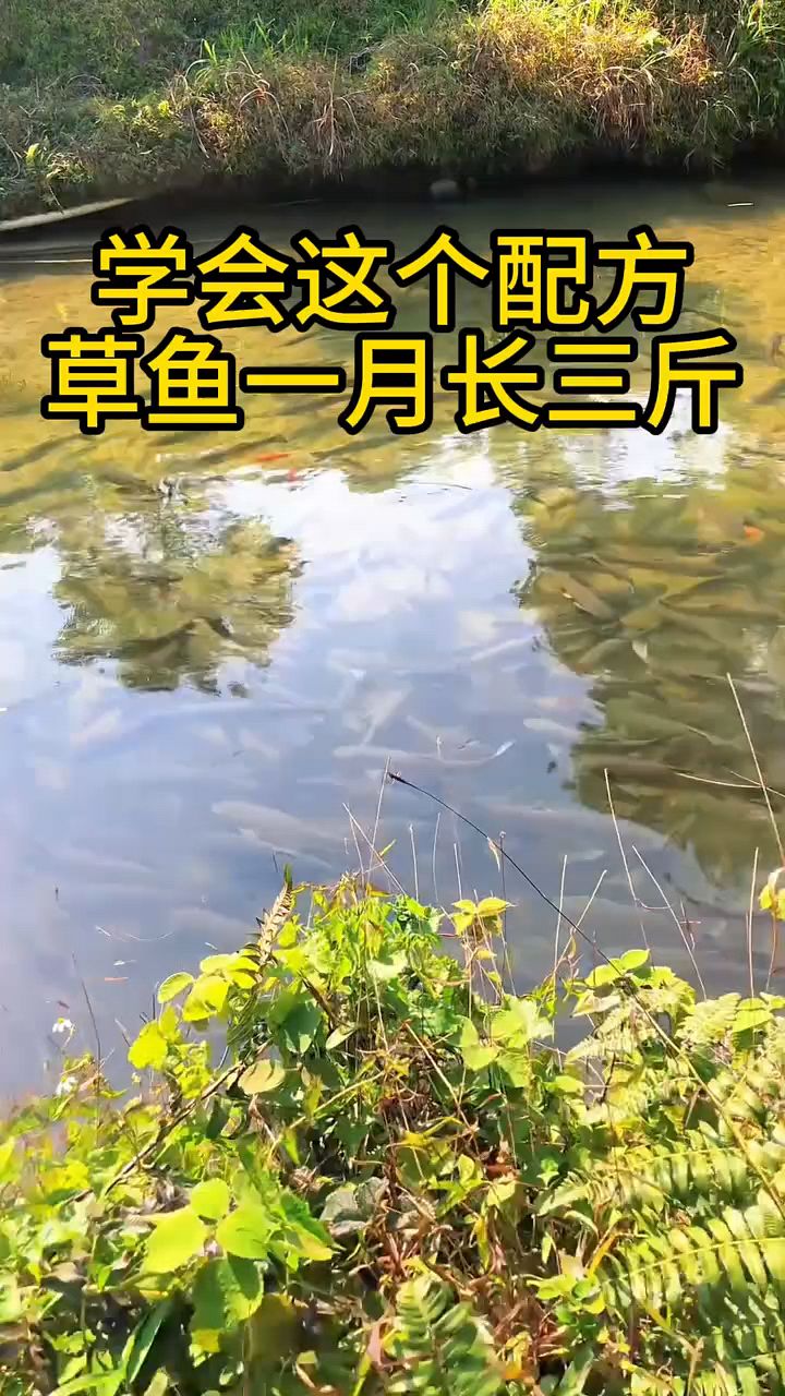 草鱼怎么喂长得快