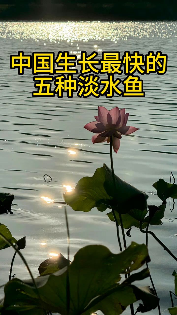 我国生长最快的几种淡水鱼
