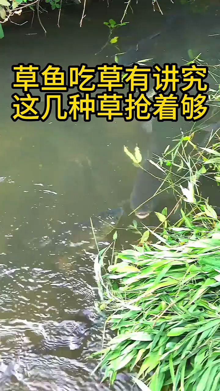 草鱼最爱吃什么草?