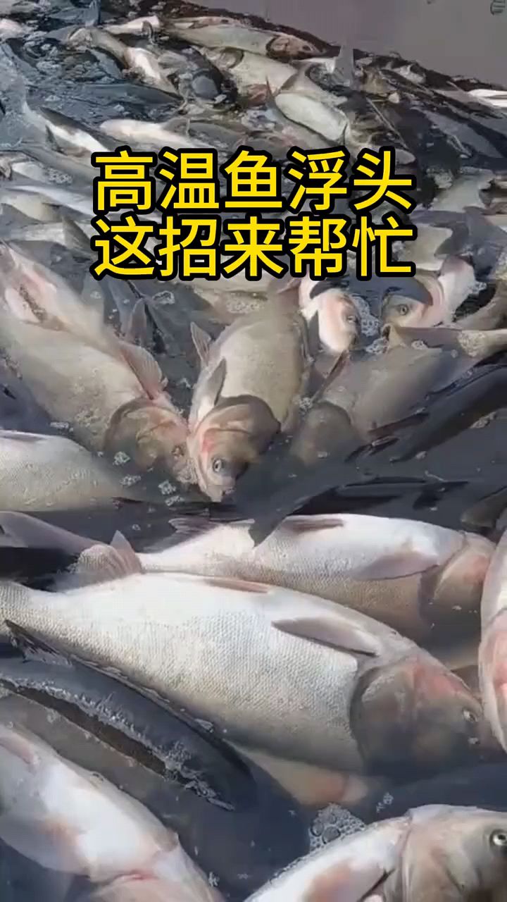 鱼塘鱼浮头怎么办