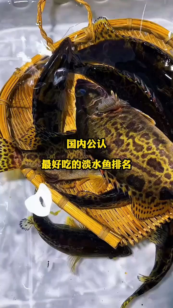 国内公认最好吃的淡水鱼