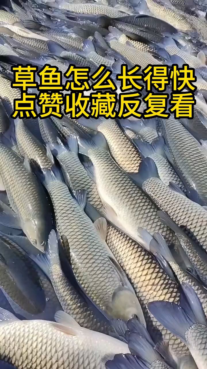 草鱼怎么喂长得快?