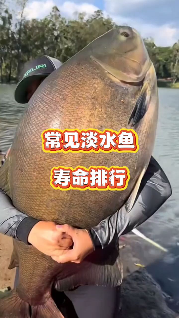 淡水鱼寿命排行榜