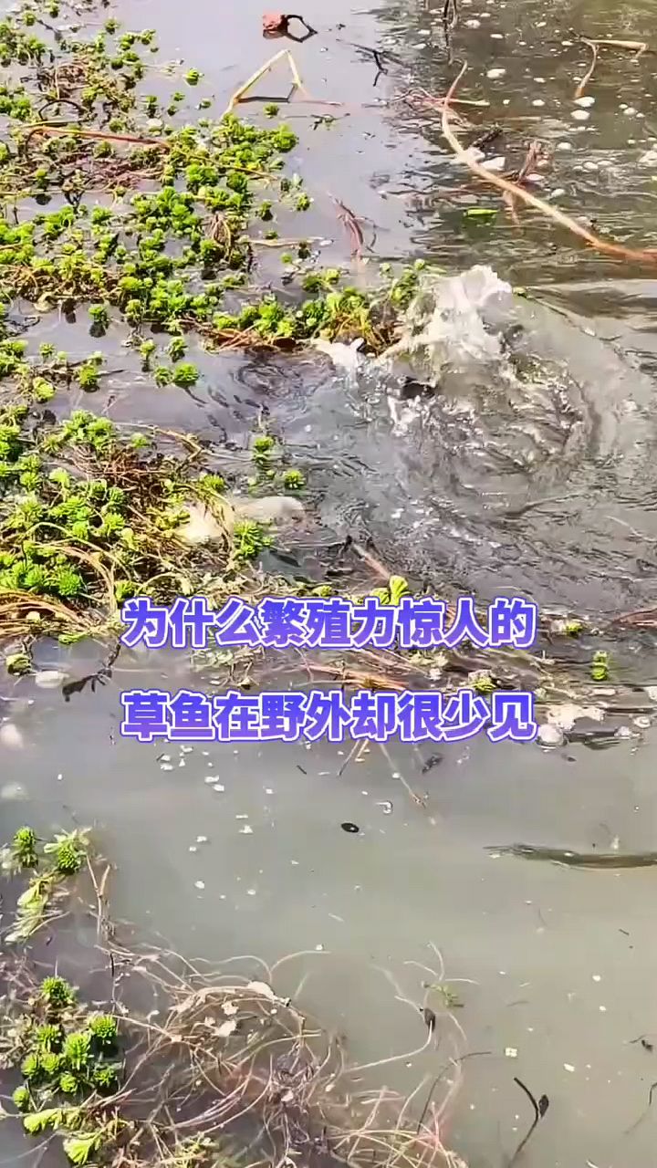 草鱼繁殖力惊人,为什么却很少?