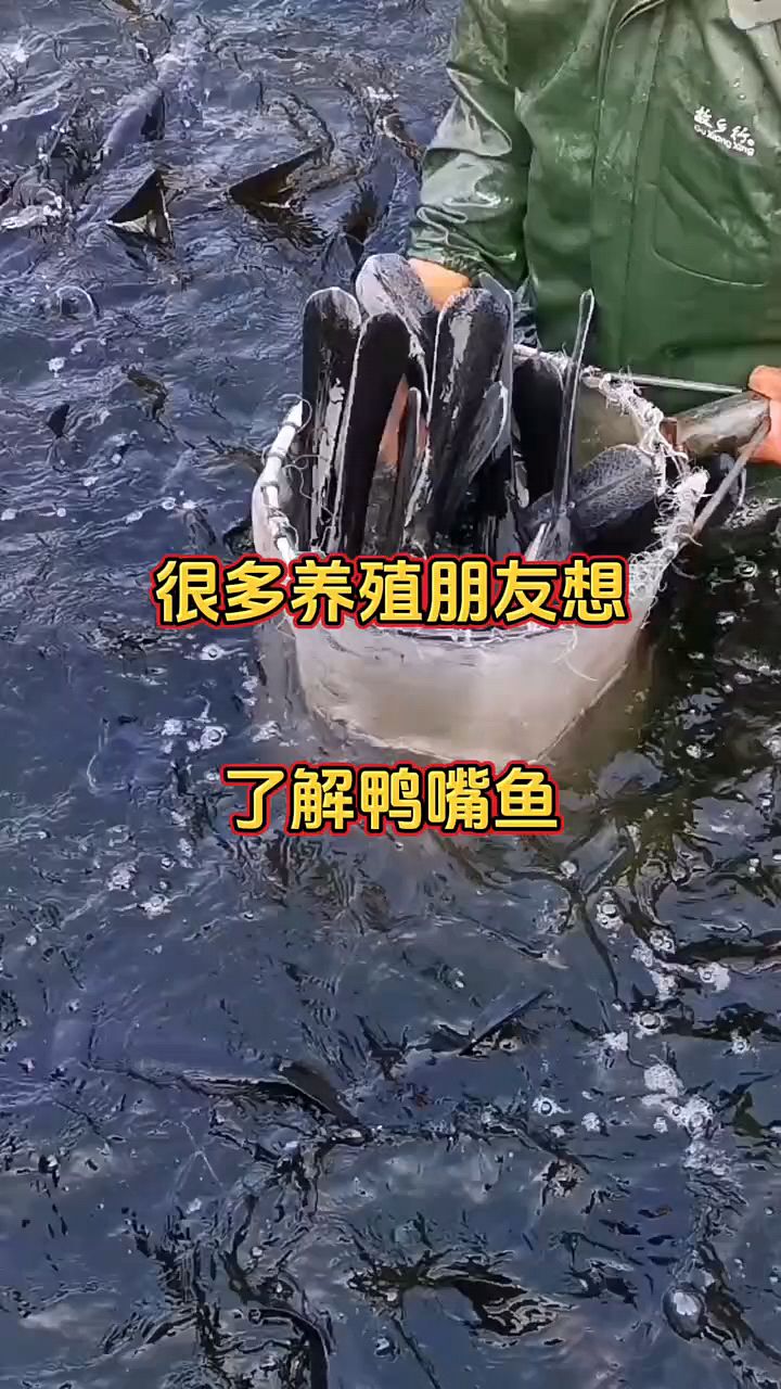 鸭嘴鱼有没有人养殖?