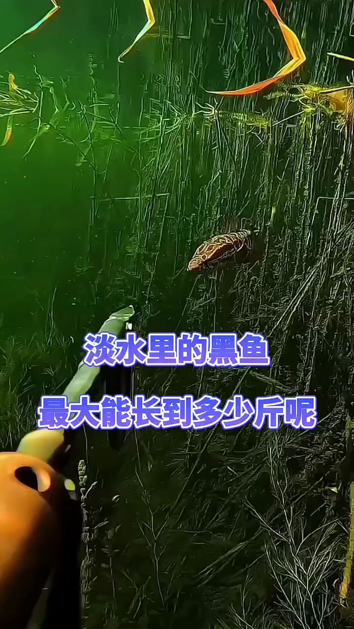 淡水里面的黑鱼能长多少斤