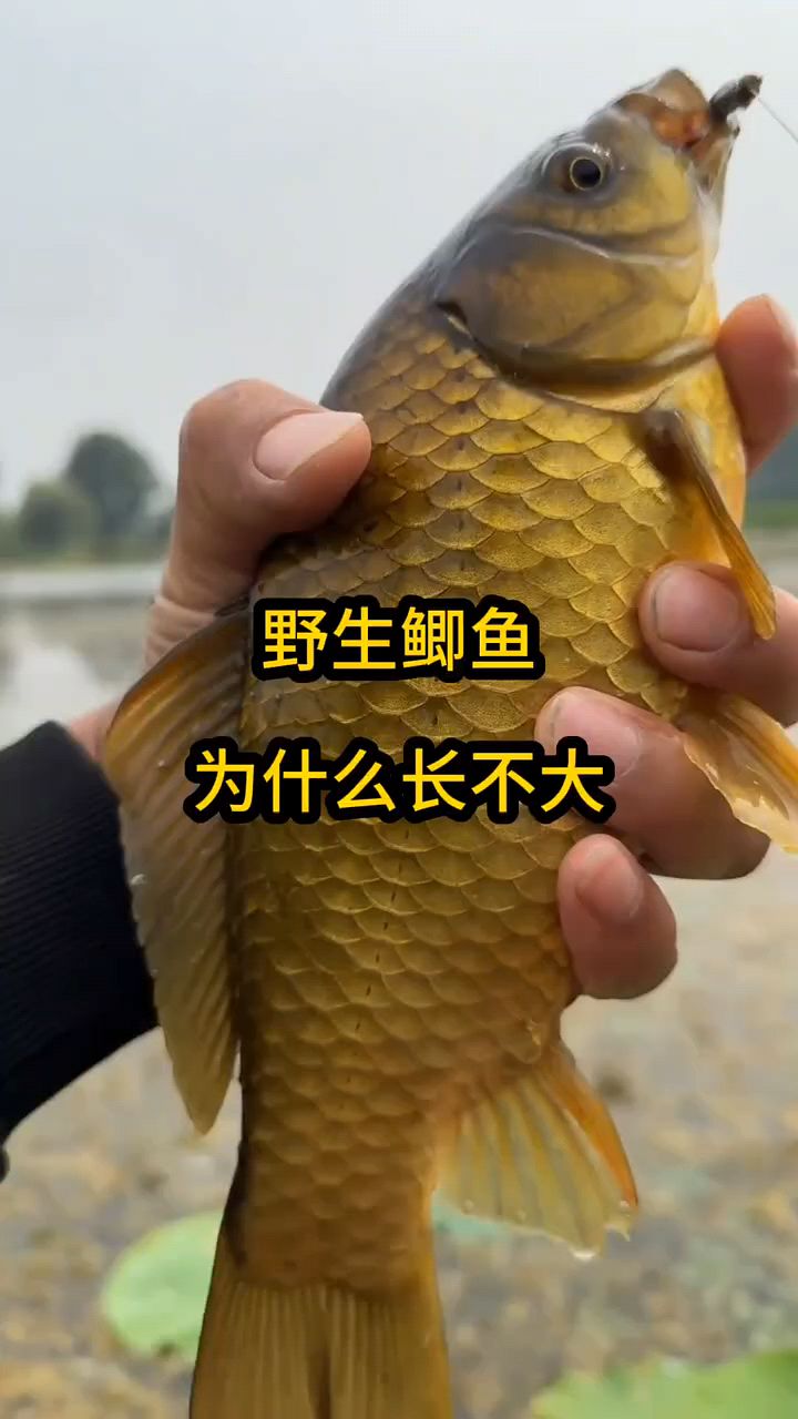 野生鲫鱼为什么长不大