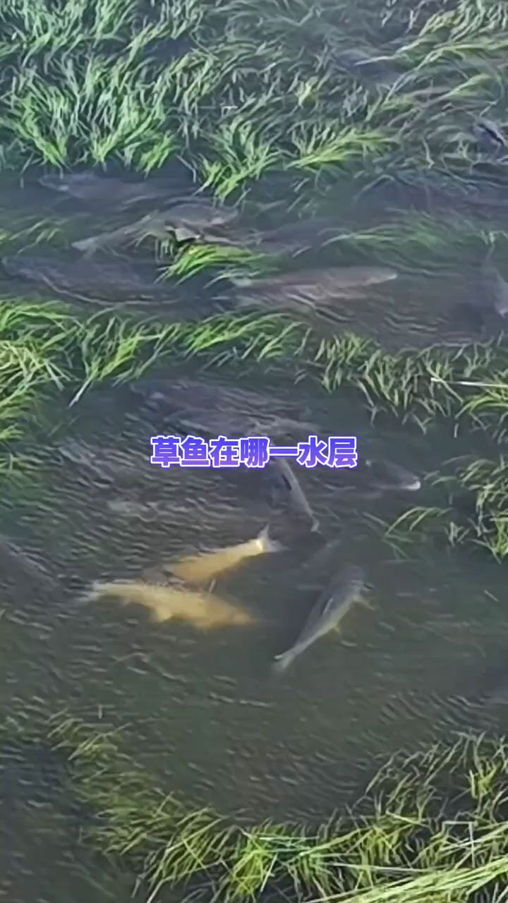 草鱼的生活习性在哪一个水层?