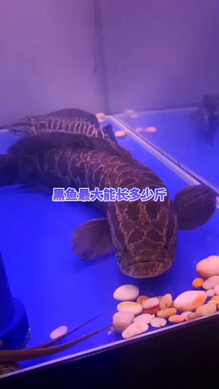黑鱼最大长多大啊