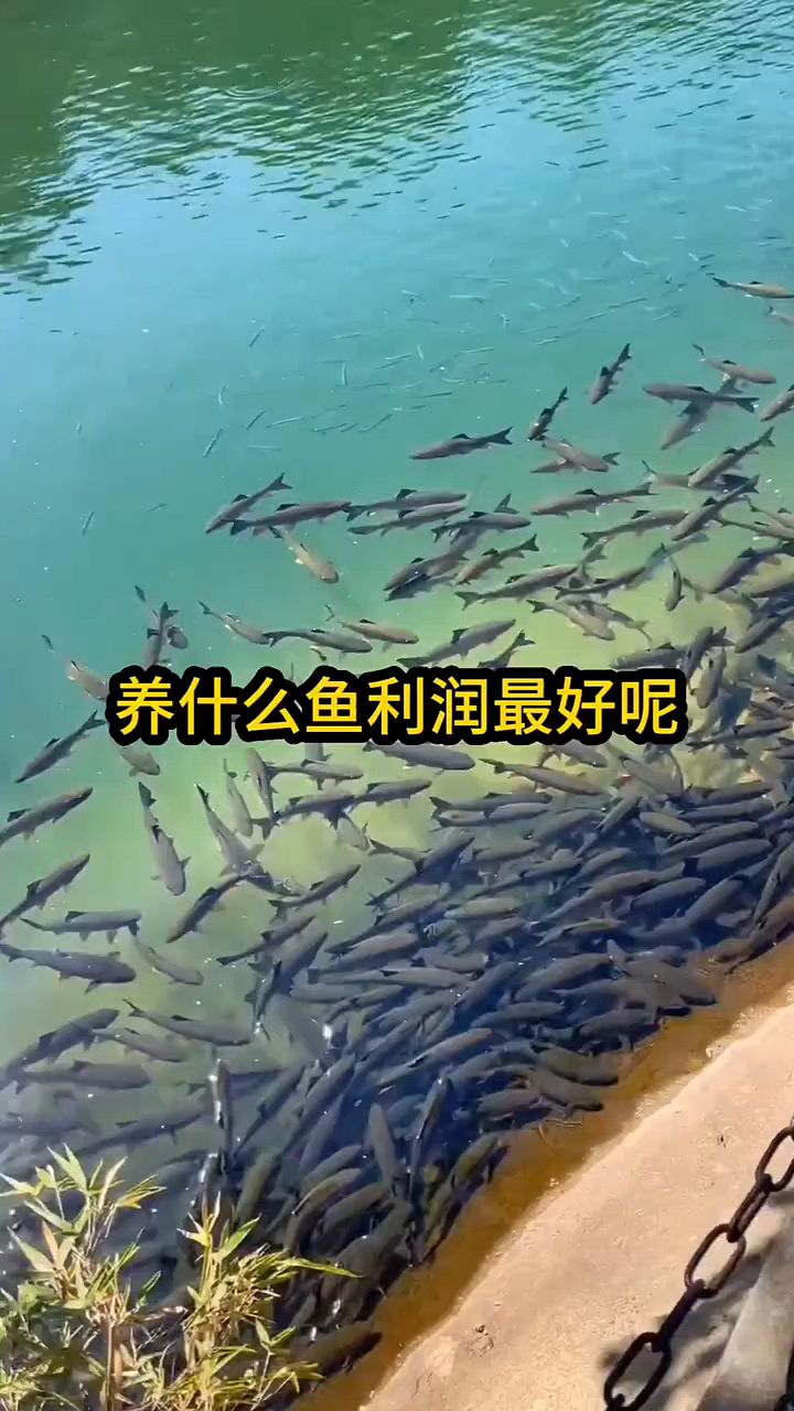 养什么鱼利润高啊