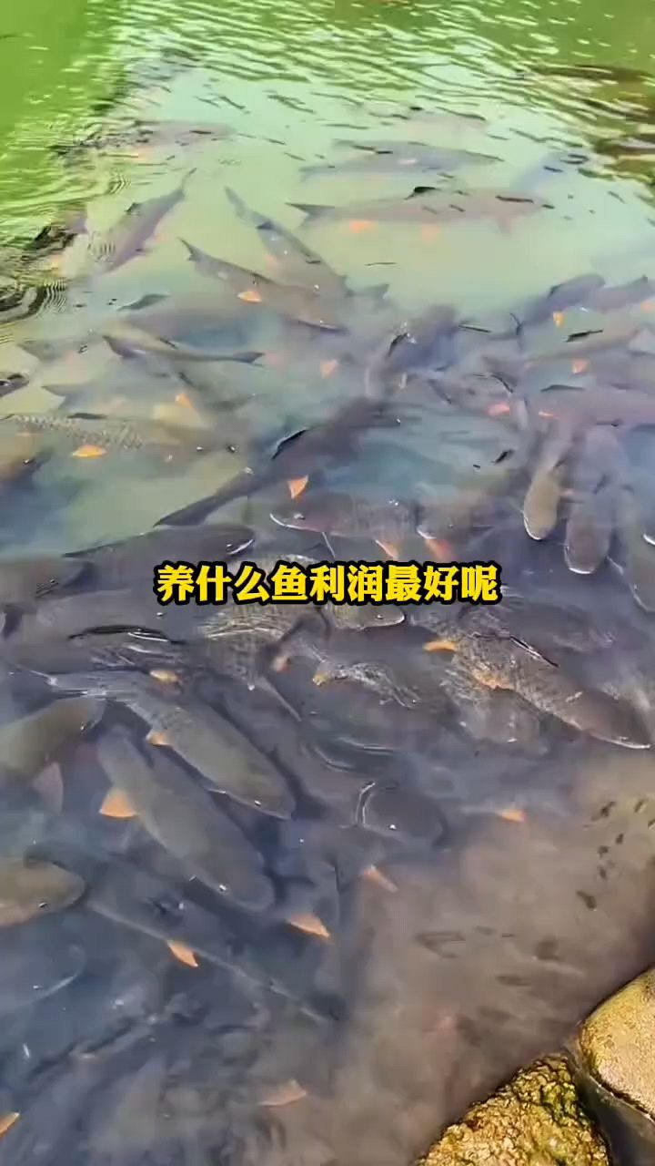 养什么鱼利润最好?