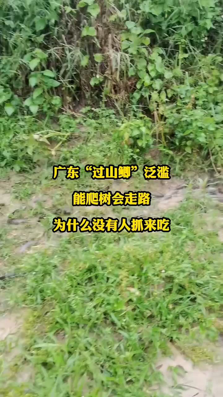 鱼会爬树,会走路,你见过吗?