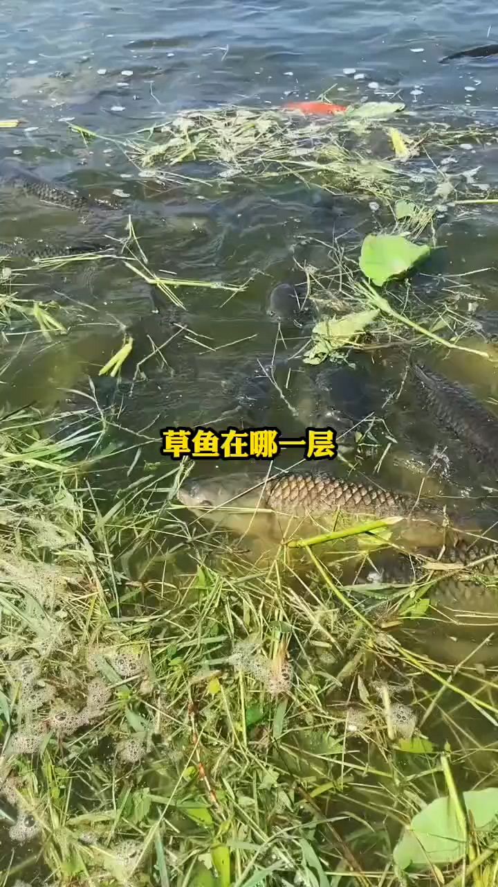 草鱼的生活习性你知道吗