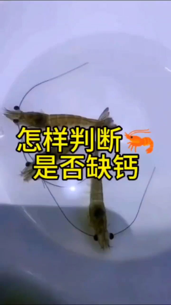 怎么判断对虾缺钙吗?