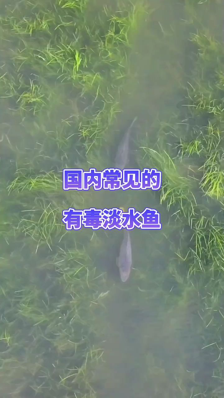 国内常见有毒淡水鱼