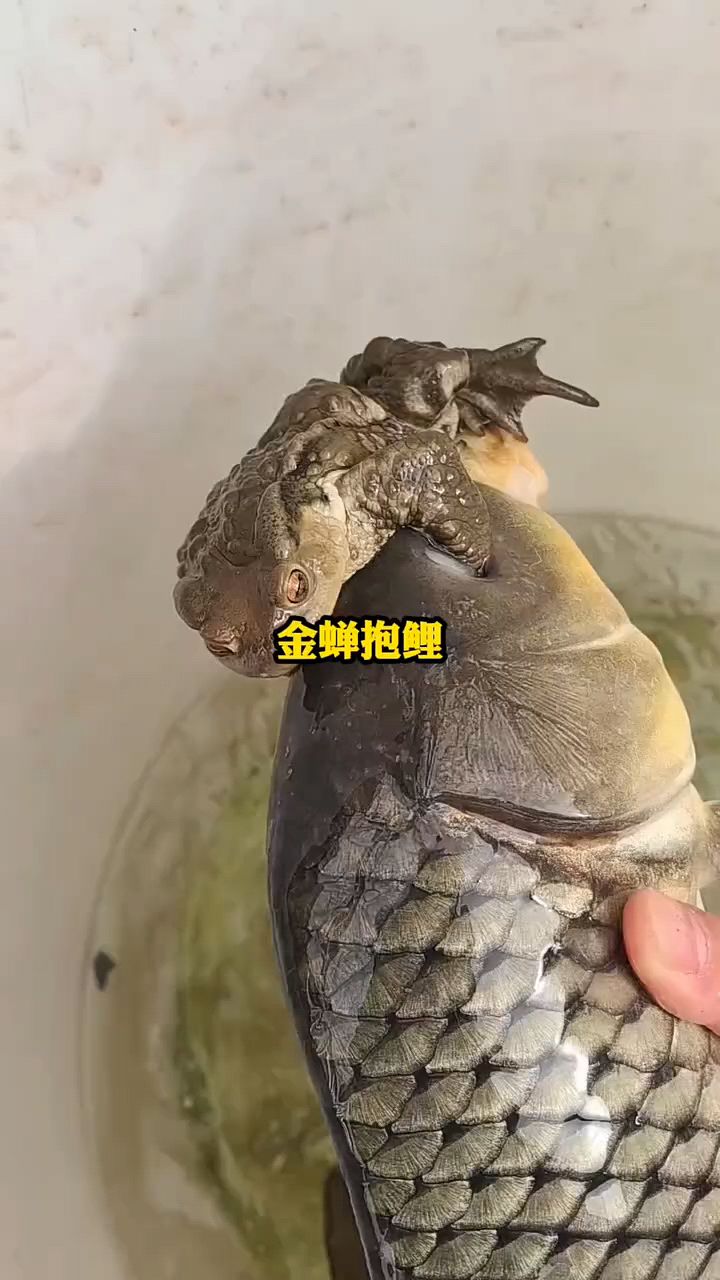 金蟾抱鲤,好运来到
