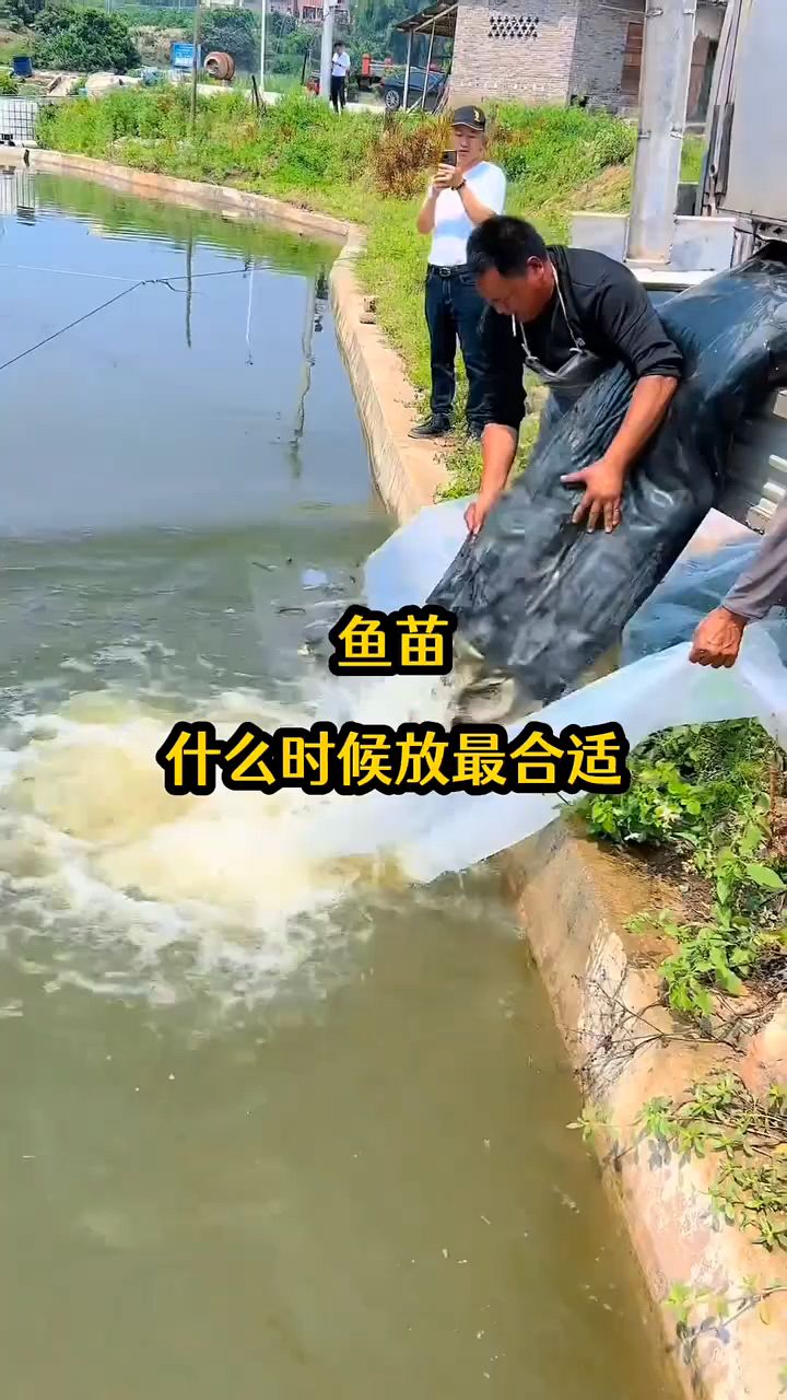 鱼苗什么时候放最合适?