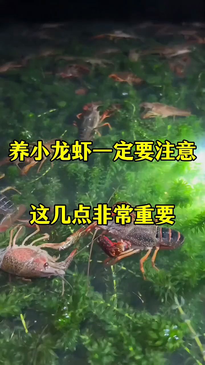 养小龙虾一定要注意这几点