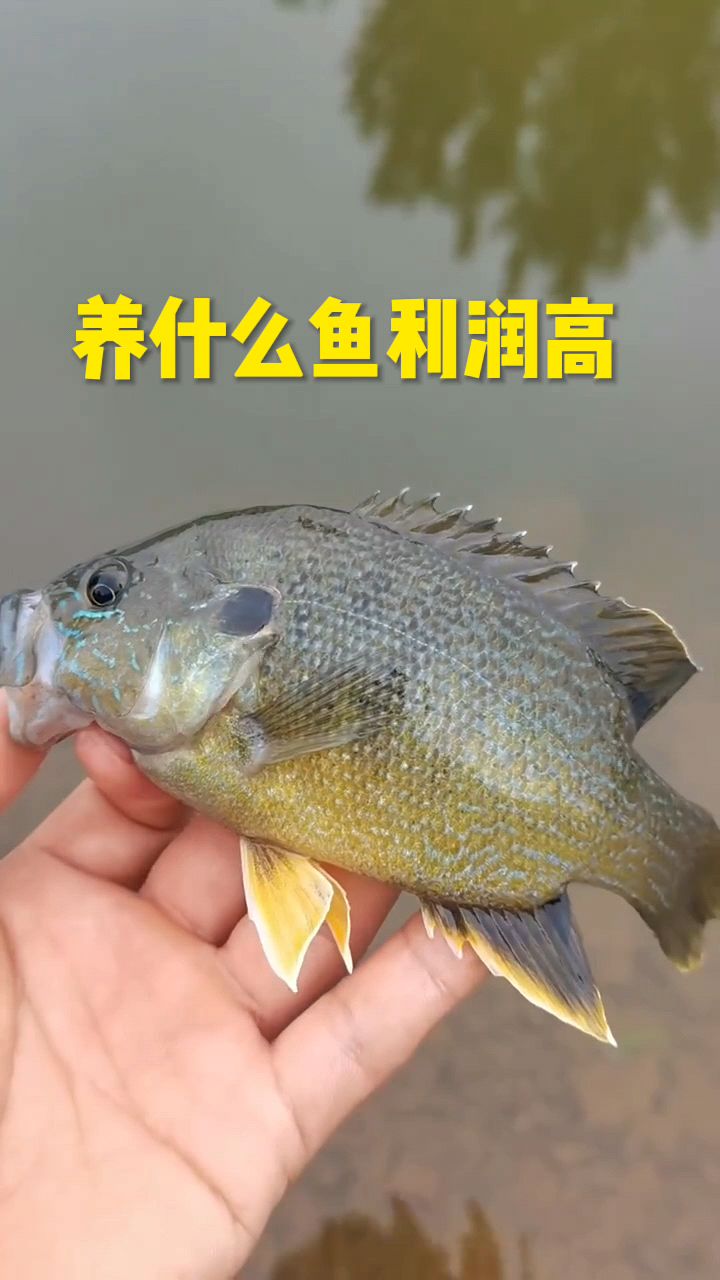 养什么鱼利润高啊