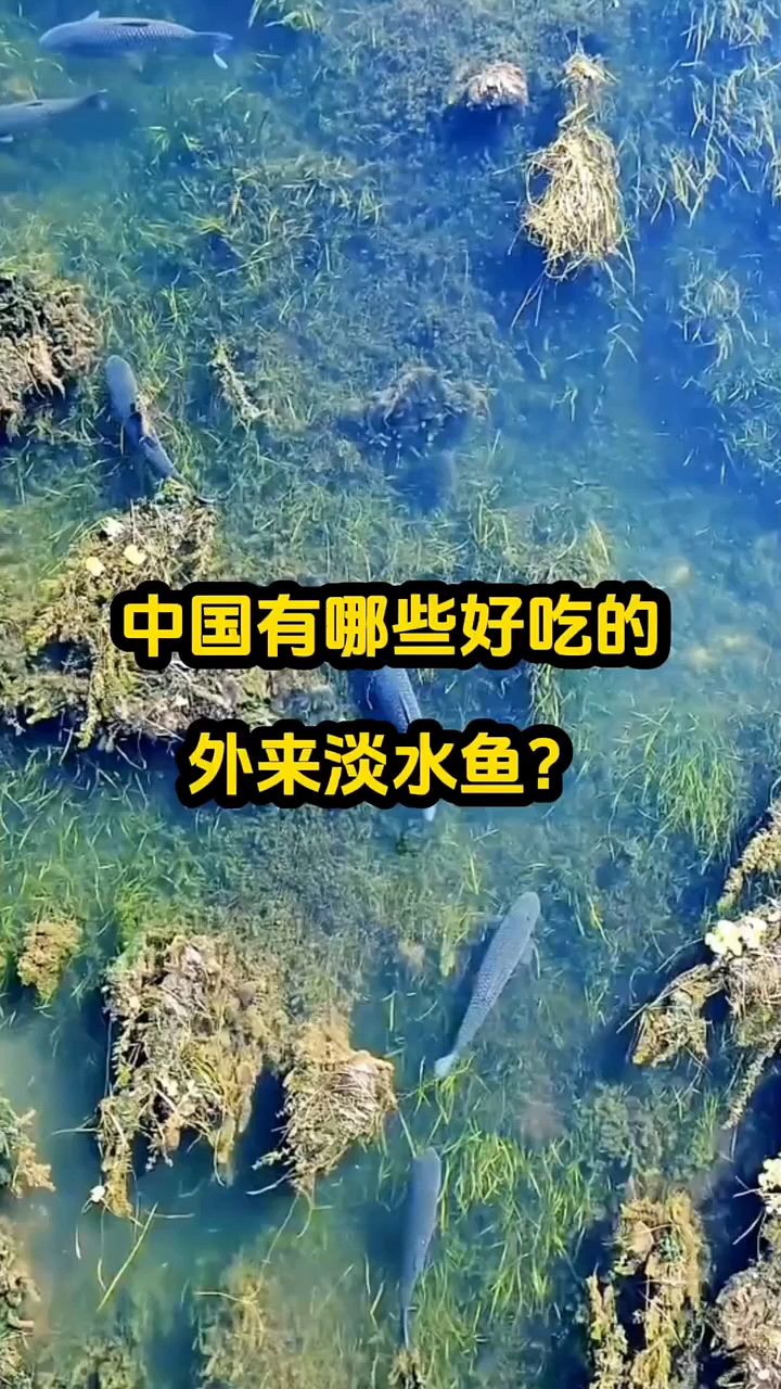 中国有哪些好吃的外来淡水鱼?