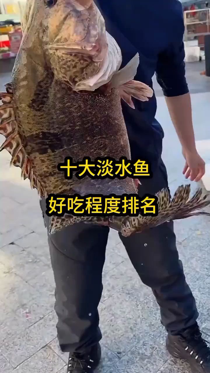 淡水鱼好吃程度排名