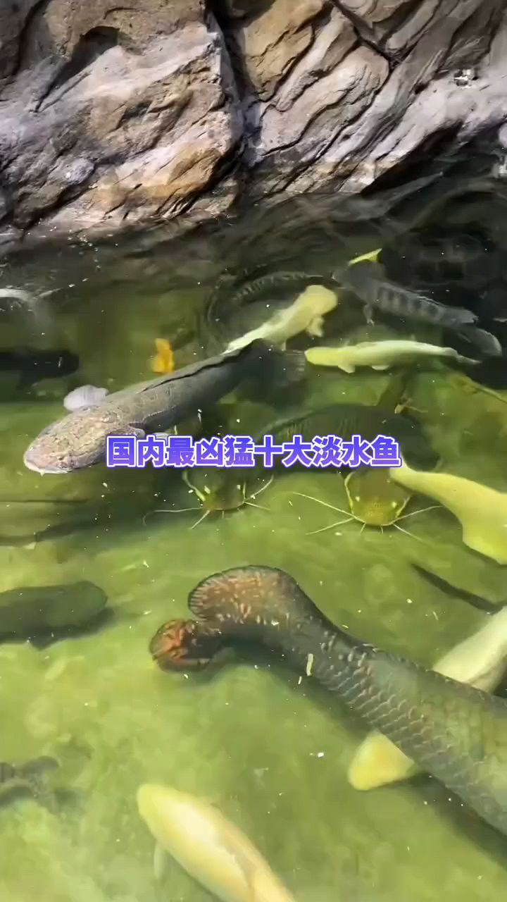 国内最凶猛的淡水鱼