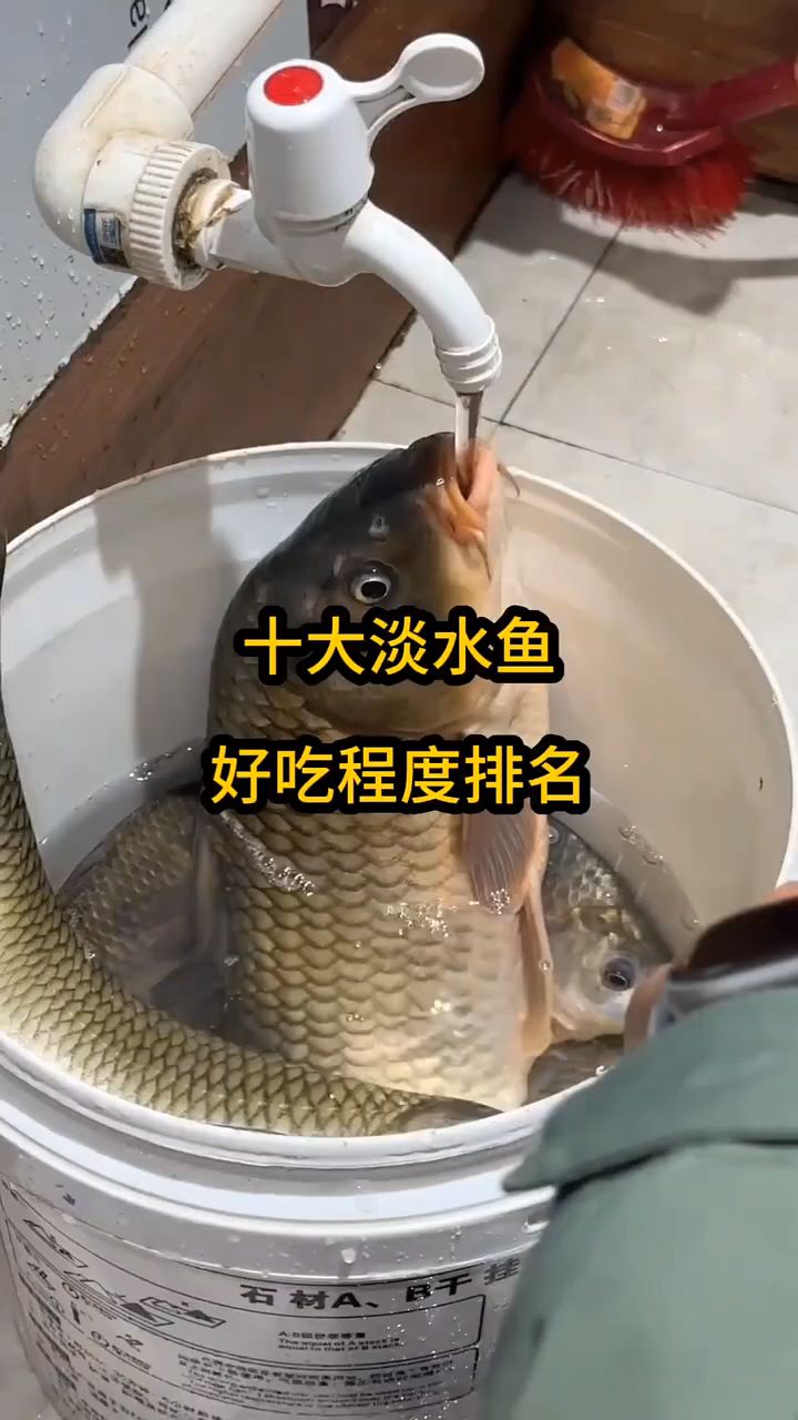 淡水鱼好吃程度排名