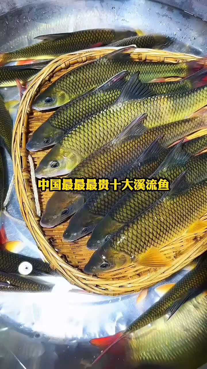 中国最贵的十大溪流鱼