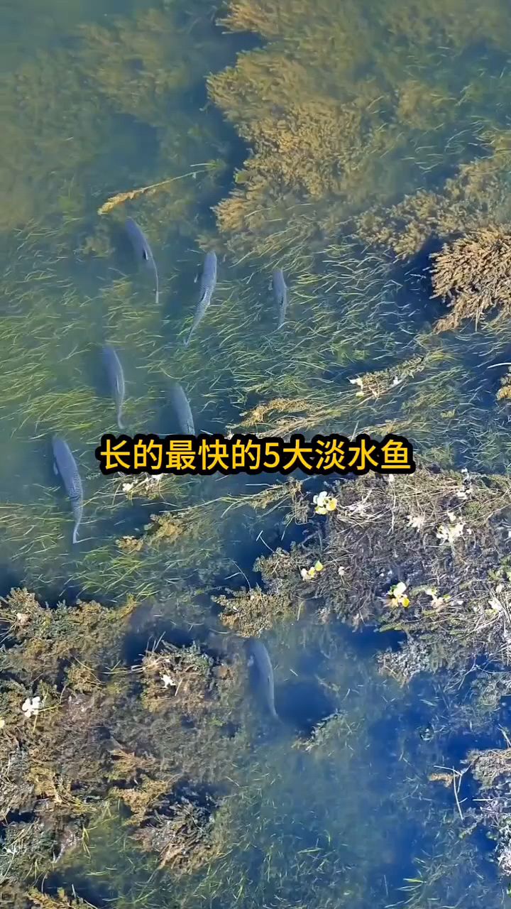 生长速度最快的五大淡水鱼